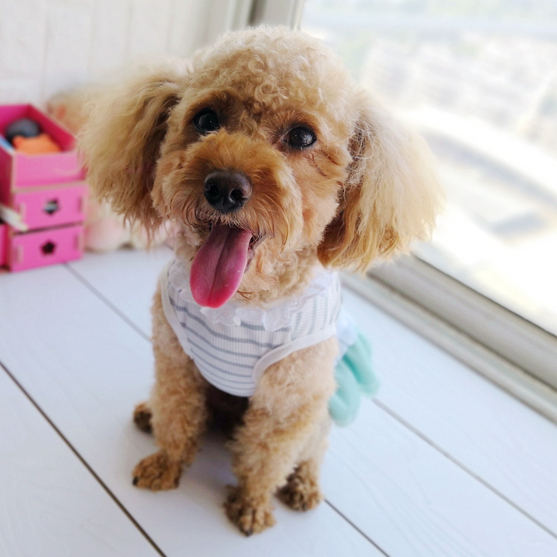 Cheap On Sale Pet Dress For Do - Baby Clothing Sale 评论和价格